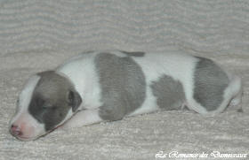Petit chiot whippet