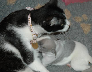 Le Chat aime le whippet