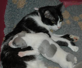 Le Chat aime le whippet