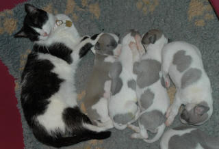 Le Chat aime le whippet