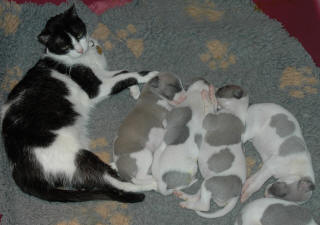Le Chat aime le whippet