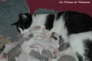 Le Chat aime le whippet