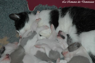 Le Chat aime le whippet