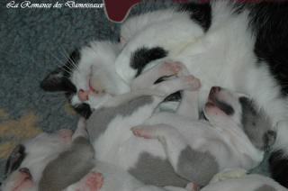 Le Chat aime le whippet