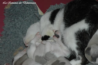 Le Chat aime le whippet