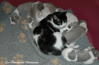 Le Chat aime le whippet