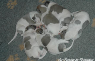 Portée de chiot whippet