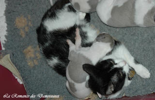Le Chat aime le whippet