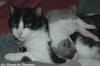 Le Chat aime le whippet