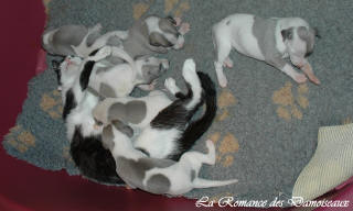 Le Chat aime le whippet