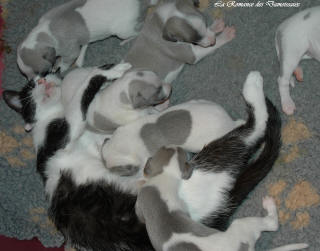 Le Chat aime le whippet