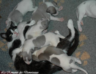 Le Chat aime le whippet