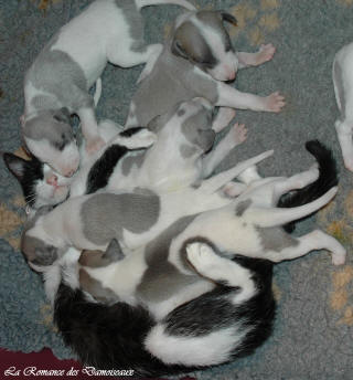 Le Chat aime le whippet