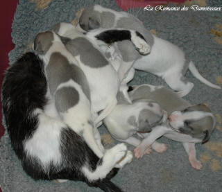 Le Chat aime le whippet