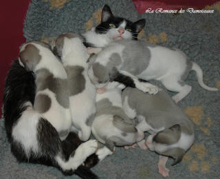 Le Chat aime le whippet