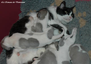 Le Chat aime le whippet