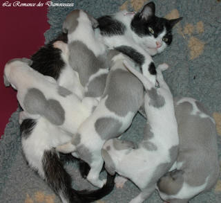 Le Chat aime le whippet