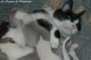 Le Chat aime le whippet