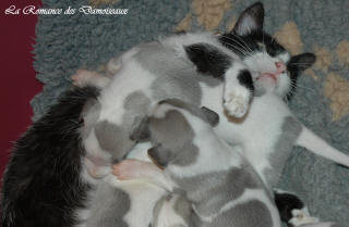 Le Chat aime le whippet