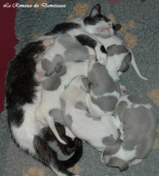 Le Chat aime le whippet
