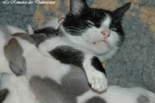 Le Chat aime le whippet