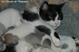Le Chat aime le whippet