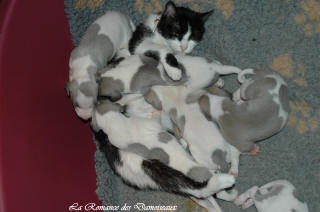 Le Chat aime le whippet