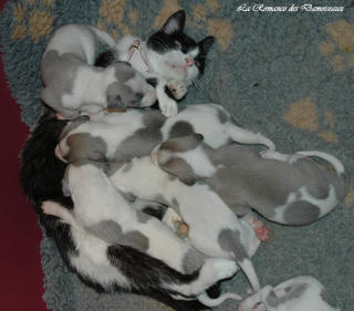 Le Chat aime le whippet