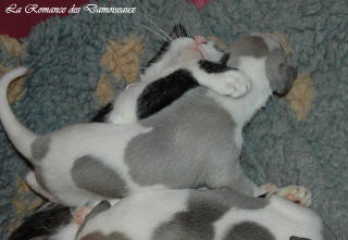 Le Chat aime le whippet