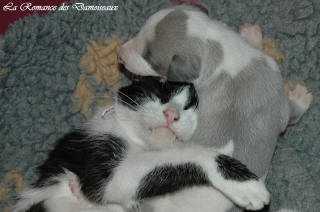 Le Chat aime le whippet