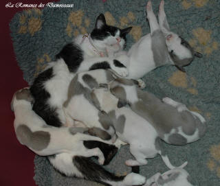 Le Chat aime le whippet