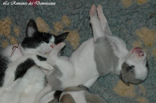 Le Chat aime le whippet