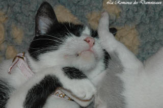 Le Chat aime le whippet