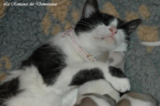 Le Chat aime le whippet