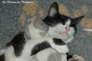 Le Chat aime le whippet
