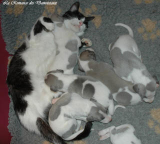 Le Chat aime le whippet