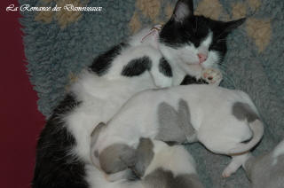 Le Chat aime le whippet