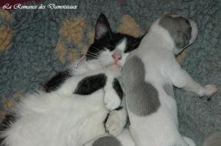 Le Chat aime le whippet