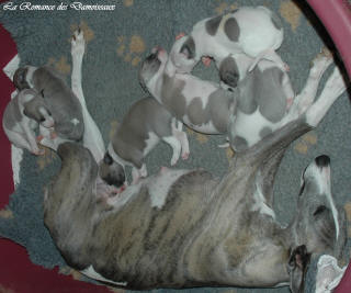 Portée de chiot whippet