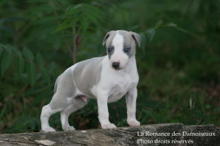 CHIOT WHIPPET ELEVAGE DE LA ROMANCE DES DAMOISEAUX