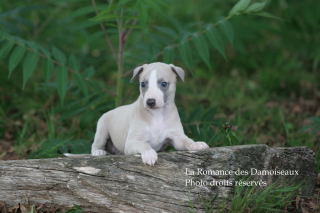 CHIOT WHIPPET ELEVAGE DE LA ROMANCE DES DAMOISEAUX