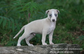 CHIOT WHIPPET ELEVAGE DE LA ROMANCE DES DAMOISEAUX