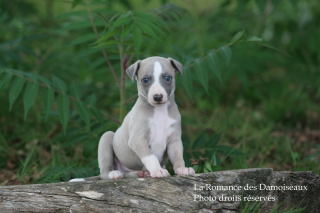 CHIOT WHIPPET ELEVAGE DE LA ROMANCE DES DAMOISEAUX