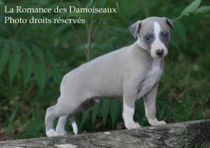 CHIOT WHIPPET ELEVAGE DE LA ROMANCE DES DAMOISEAUX