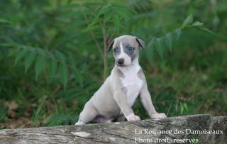 CHIOT WHIPPET ELEVAGE DE LA ROMANCE DES DAMOISEAUX