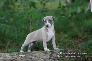CHIOT WHIPPET ELEVAGE DE LA ROMANCE DES DAMOISEAUX