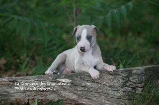 CHIOT WHIPPET ELEVAGE DE LA ROMANCE DES DAMOISEAUX