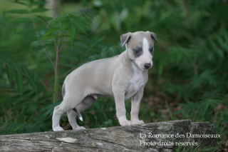 CHIOT WHIPPET ELEVAGE DE LA ROMANCE DES DAMOISEAUX