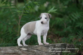 CHIOT WHIPPET ELEVAGE DE LA ROMANCE DES DAMOISEAUX