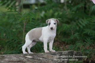 CHIOT WHIPPET ELEVAGE DE LA ROMANCE DES DAMOISEAUX